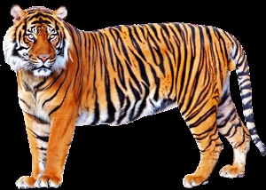 Тигр клипарт