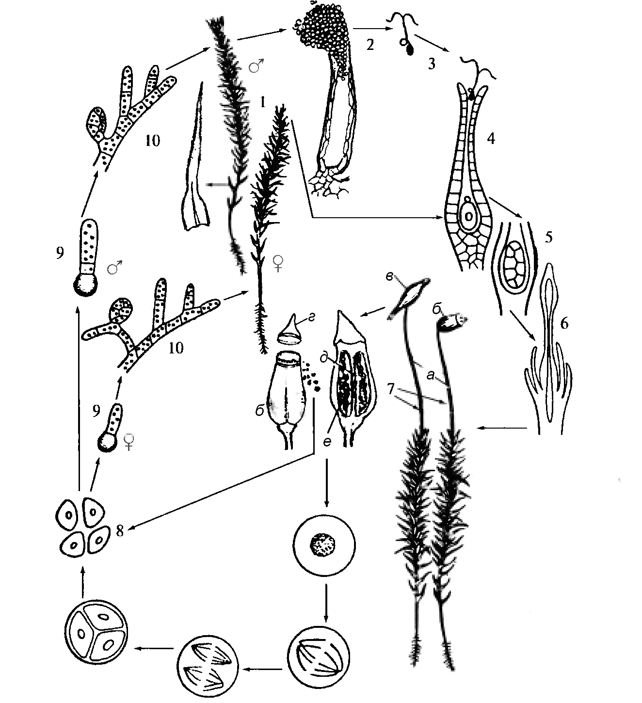 Зеленый мох кукушкин лен размножение. Жизненный цикл листостебельных мхов Кукушкин лен. Жизненный цикл мха Кукушкин лен схема. Жизненный цикл мха Кукушкина льна. Жизненный цикл развития мха Кукушкин лен.