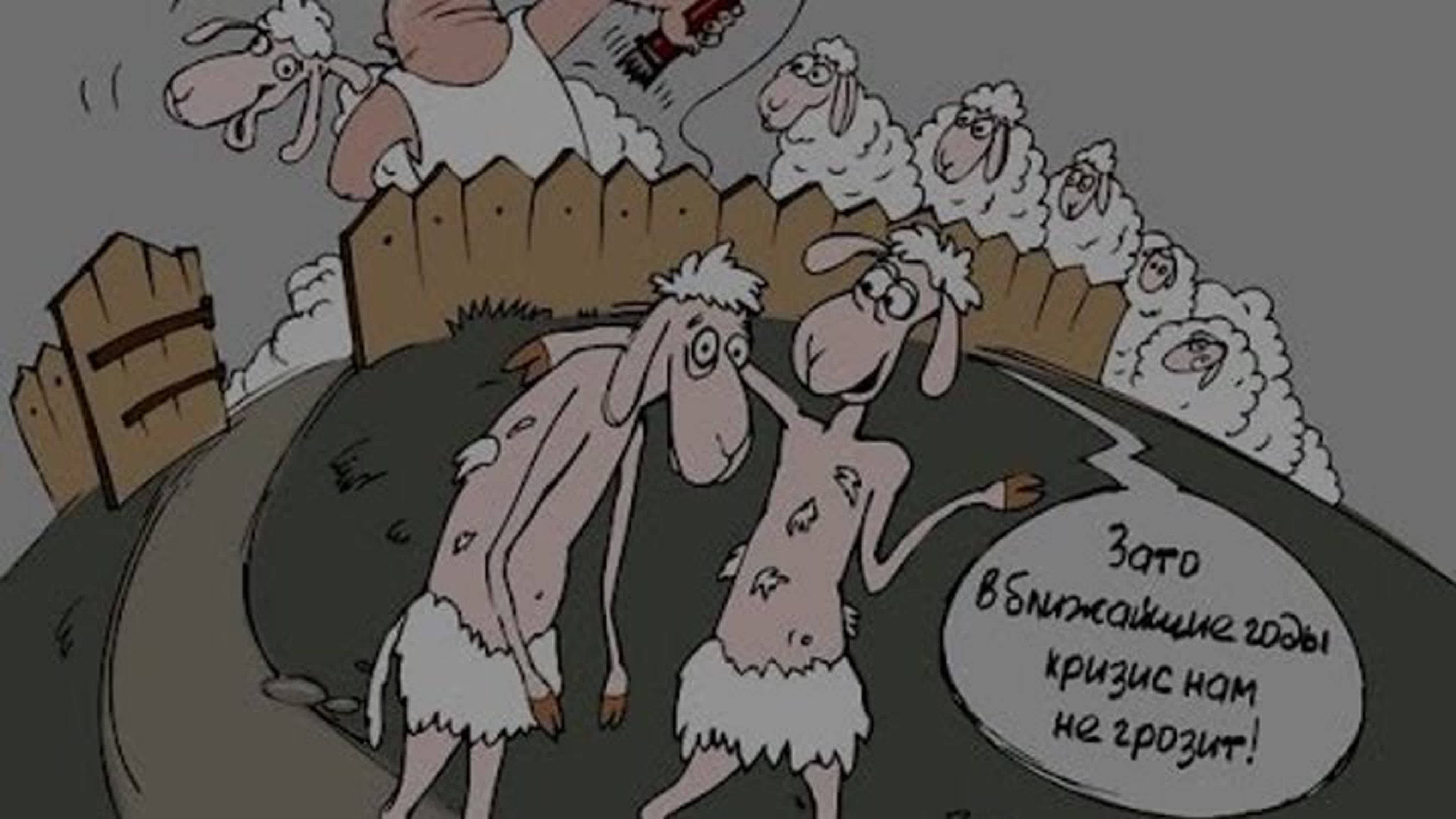 Высоцкий шагают бараны. Баран карикатура. Овца карикатура. Карикатура на Баранов. Волк и бараны карикатура.