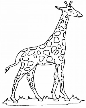 Рисунки раскраски жираф