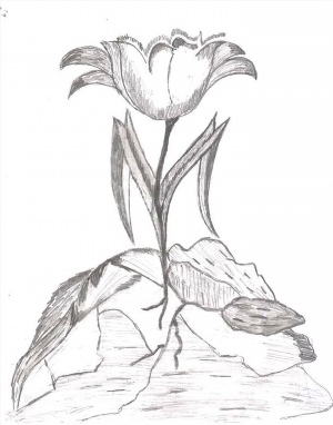 Неизвестный цветок рисунок сложный