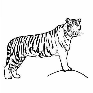 Амурский тигр контурный рисунок