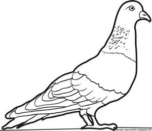 Контурный рисунок голубя