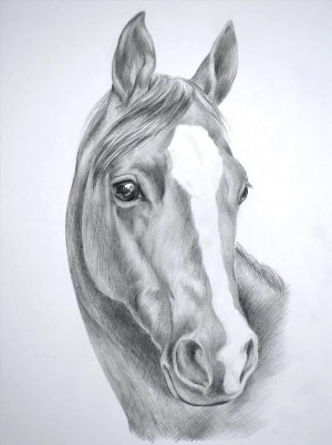Рисунки карандашом лошадь