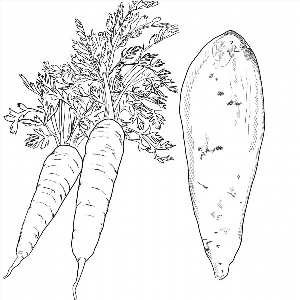 Морковь рисунок контурный