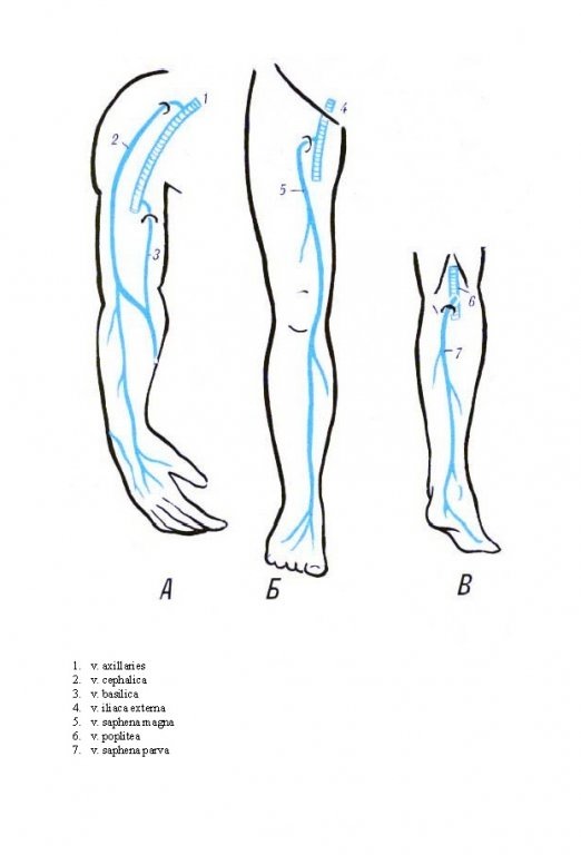 Анатомия вен ноги. Анатомия поверхностных вен нижних конечностей. Ультразвуковая анатомия вен нижних конечностей. Схема строения вен нижних конечностей. Вены нижних конечностей анатомия схема.