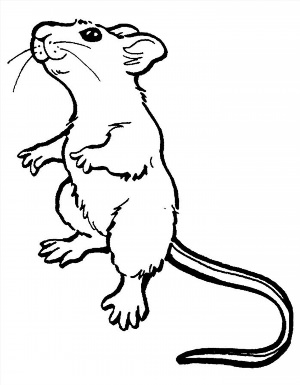 Рисунки раскраски крыса