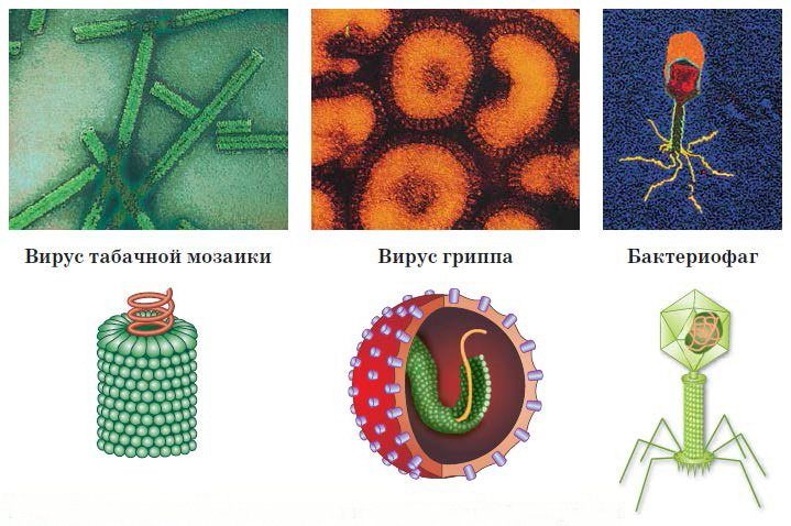 Биология 8 вирусы. Строение вируса табачной мозаики и бактериофага. Вирус герпеса вирус табачной мозаики бактериофаг. Вирус табачной мозаики и бактериофаг. Схема строения клетки вируса.