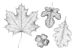 Рисунки карандашом листья