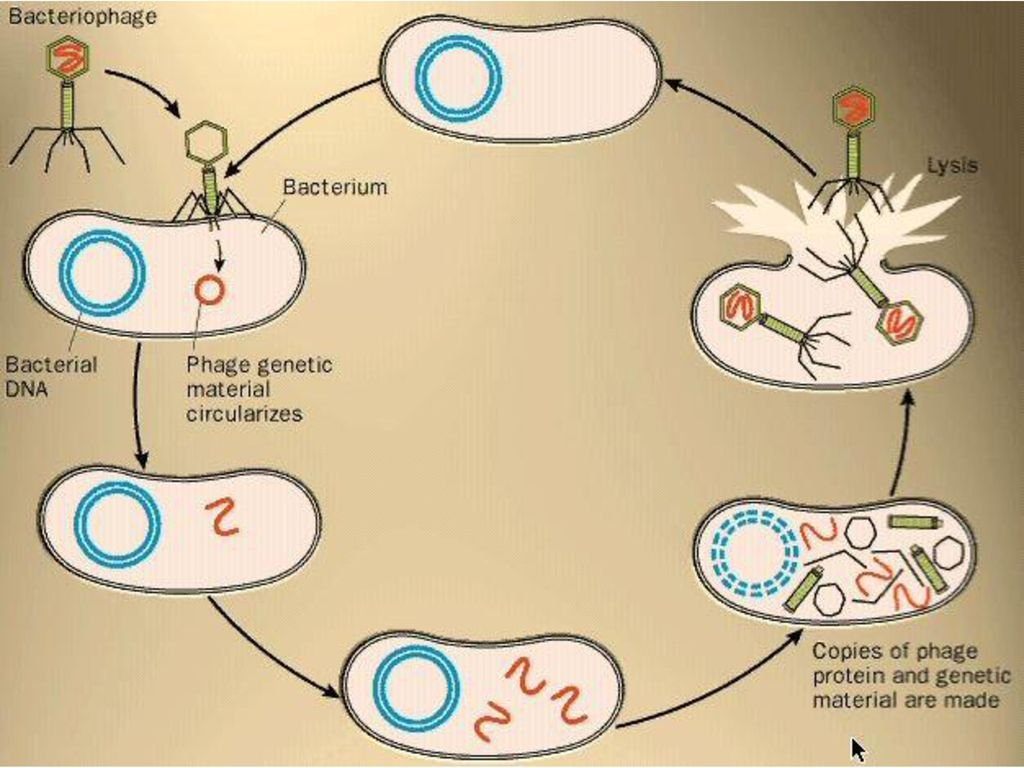 Цикл бактерии. Цикл размножения вируса бактериофага. Схема размножения бактериофага. Жизненный цикл бактериофага схема. Репродукция вирусов бактериофаг.