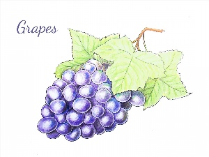 Рисунки виноград ручкой