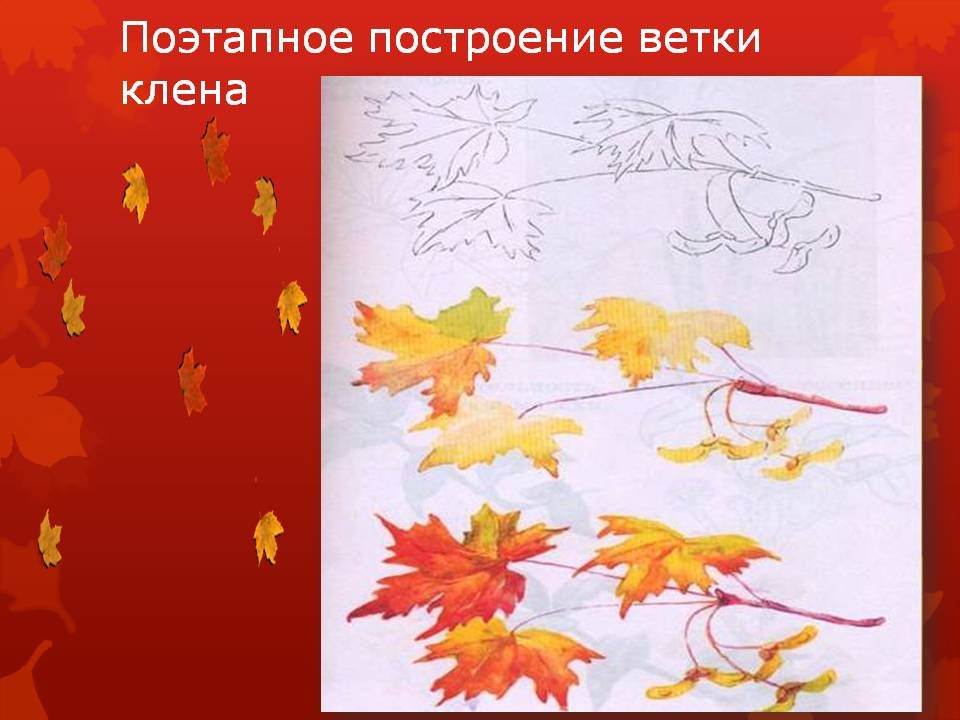 На ветки клена сели птицы. Рисунок ветки клена с осенними листьями. Осенняя веточка клёна рисунок. Последовательность рисования ветки. Красный клен рисование в подготовительной.