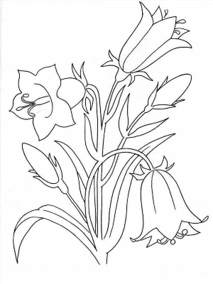 Рисунки карандашом цветок колокольчика