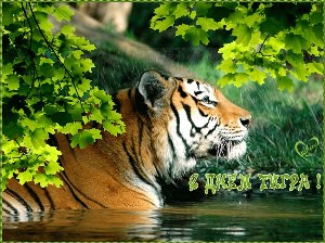 День тигра картинки