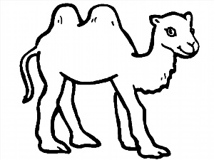 Рисунки раскраски верблюд