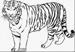 Бенгальский тигр контурный рисунок