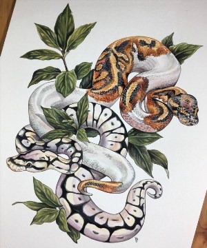 Красивые рисунки змей