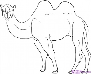 Рисунки карандашом верблюд