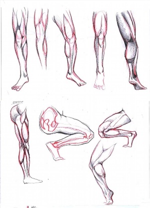 Как нарисовать мышцы
