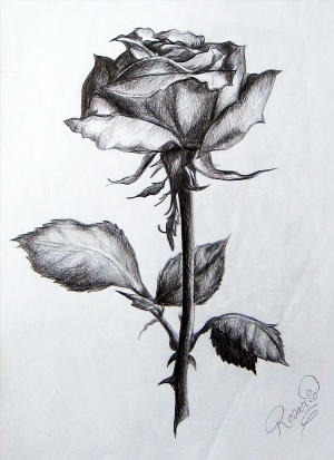 Роза карандашом рисунок