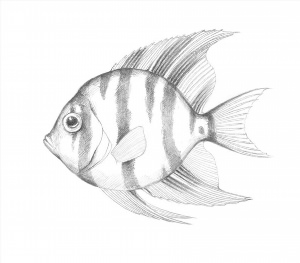 Рисунки карандашом рыбка