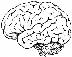 Рисунки карандашом мозг