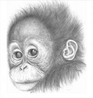 Рисунки карандашом обезьяна