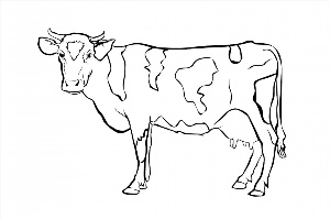 Рисунки раскраски корова